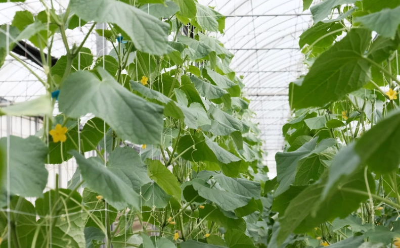 小黃瓜種植技巧