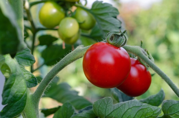 番茄種植方法