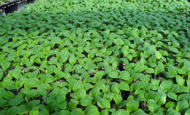 小黃瓜育苗方法 小黃瓜育苗方法