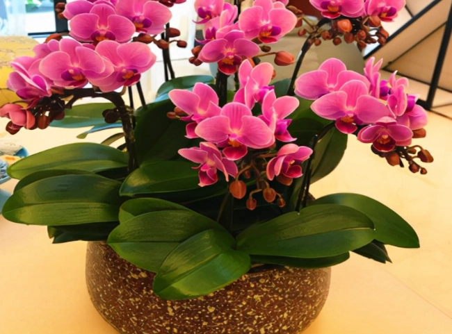 蝴蝶蘭照顧技巧 蝴蝶蘭照顧技巧