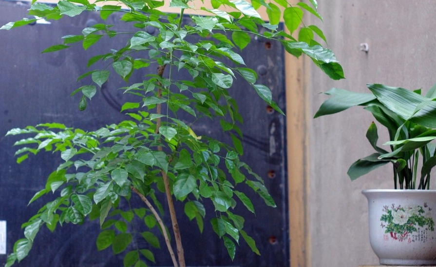 福樹種植 福樹種植