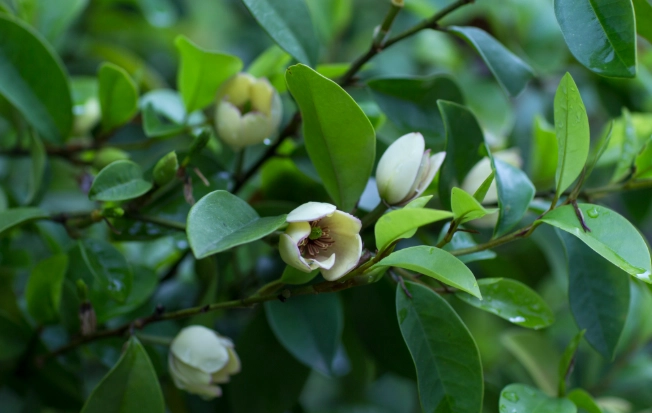 白蘭花照顧 白蘭花照顧