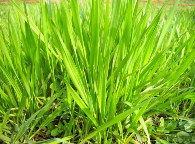 禾本科雜草防治 禾本科雜草防治