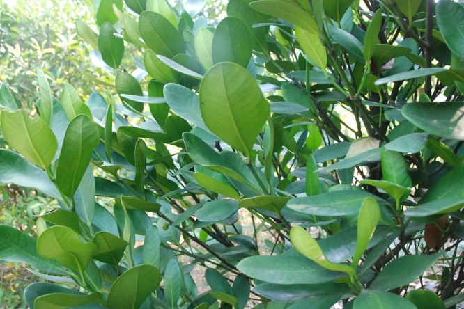 菲島福木果實功效