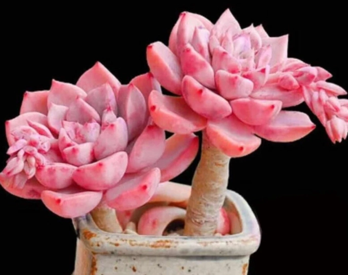 多肉植物養護 多肉植物養護