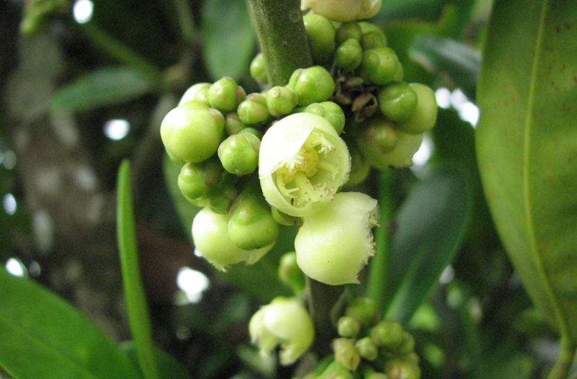 福木開花條件 福木開花條件