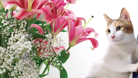 寵物安全花卉 寵物安全花卉