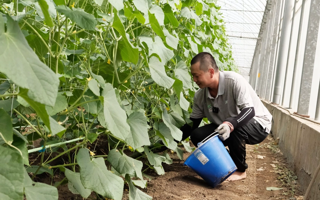 小黃瓜摘心方法