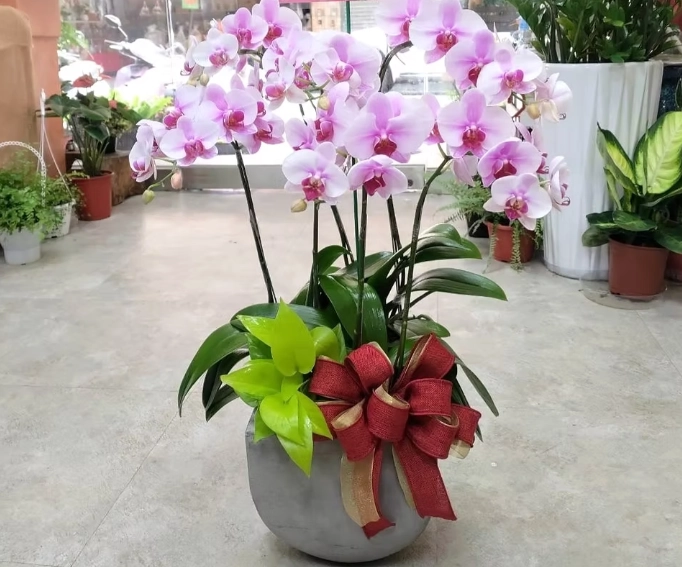 蘭花養護技巧 蘭花養護技巧