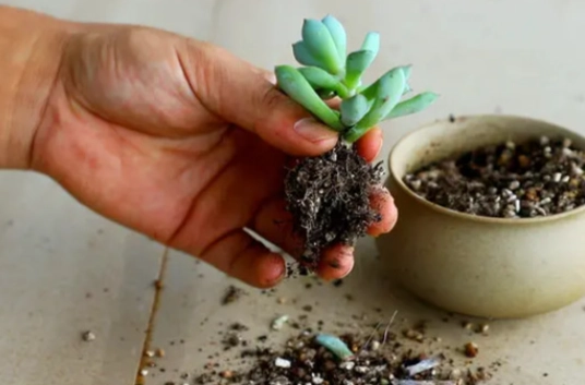 換盆後澆水時間