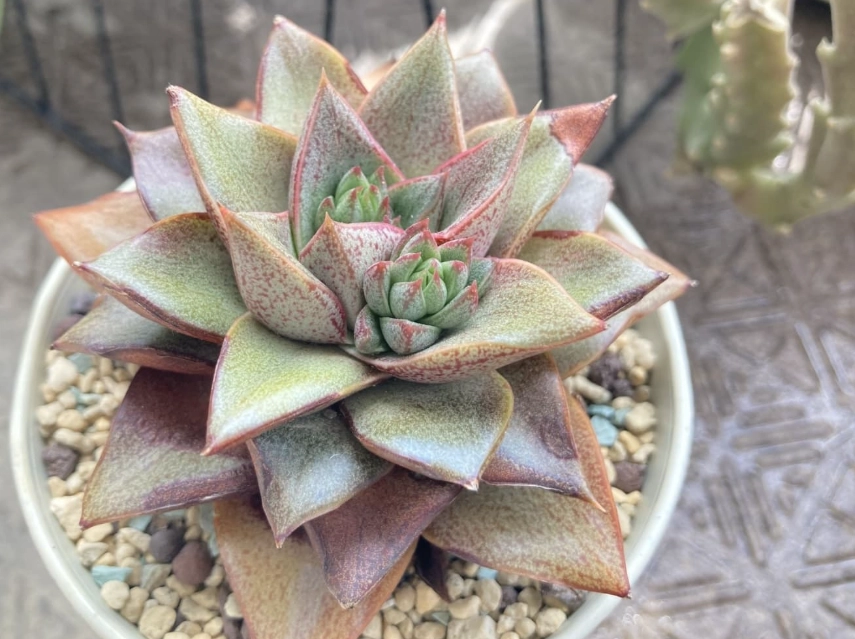 多肉植物種植技巧