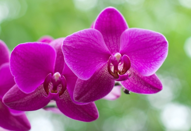 蘭花葉子掉落原因