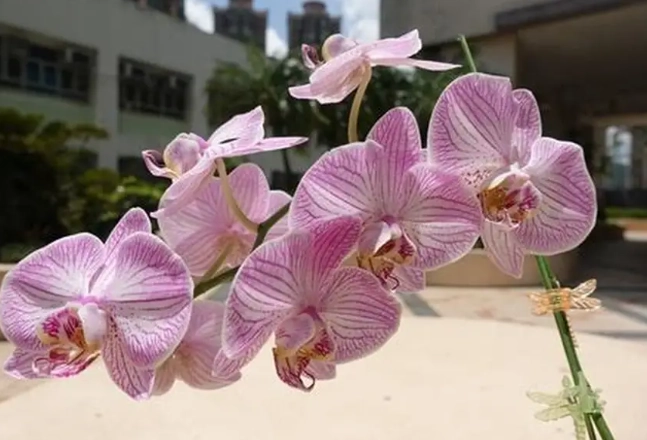 蘭花施肥技巧 蘭花施肥技巧