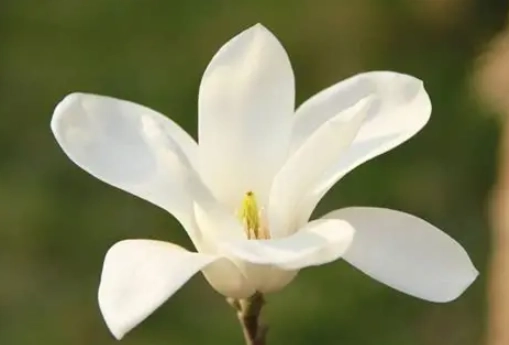 狗玉蘭花中毒 狗玉蘭花中毒