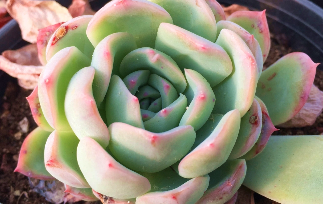 多肉植物缺水樣子
