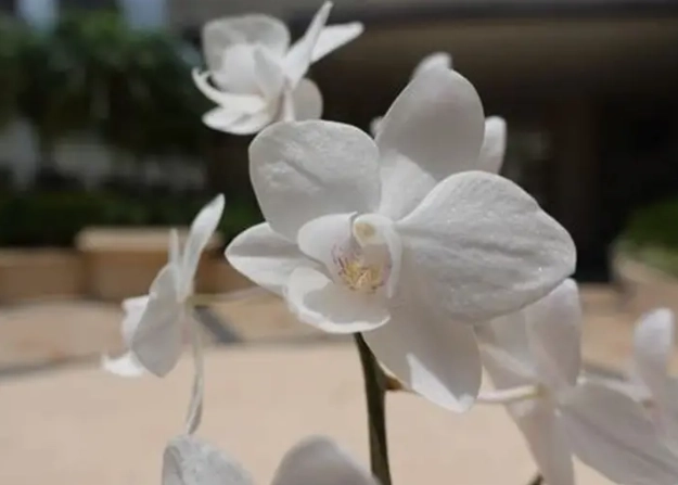 蘭花施肥技巧 蘭花施肥技巧