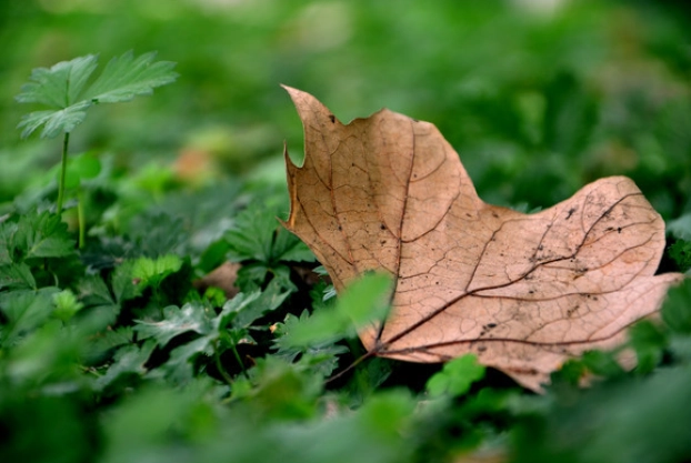 植物叶子枯黄 植物叶子枯黄