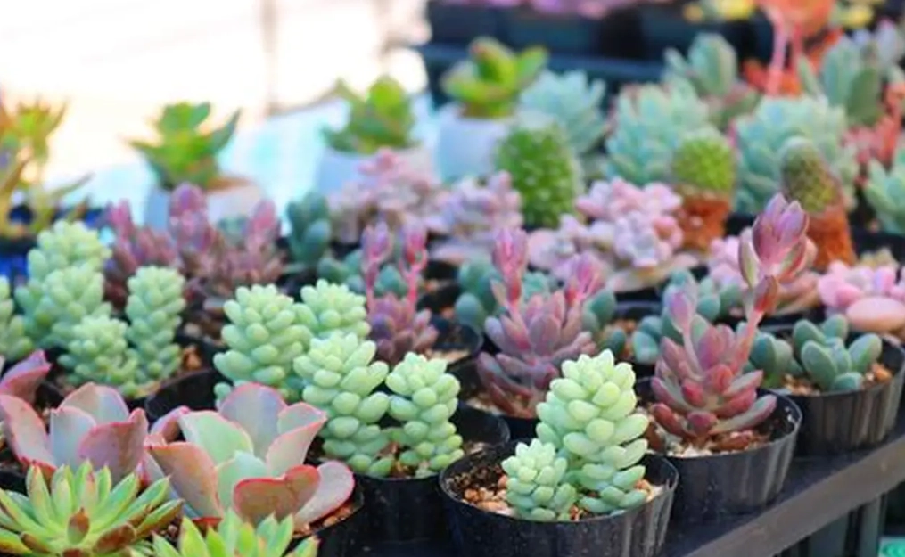 多肉植物大小 多肉植物大小