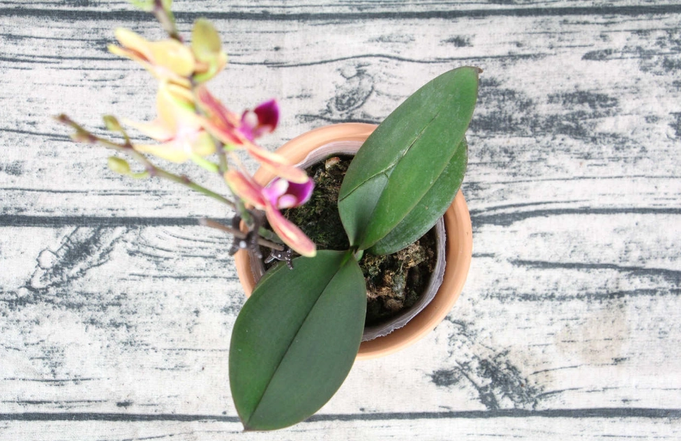 蝴蝶蘭養護 蝴蝶蘭養護