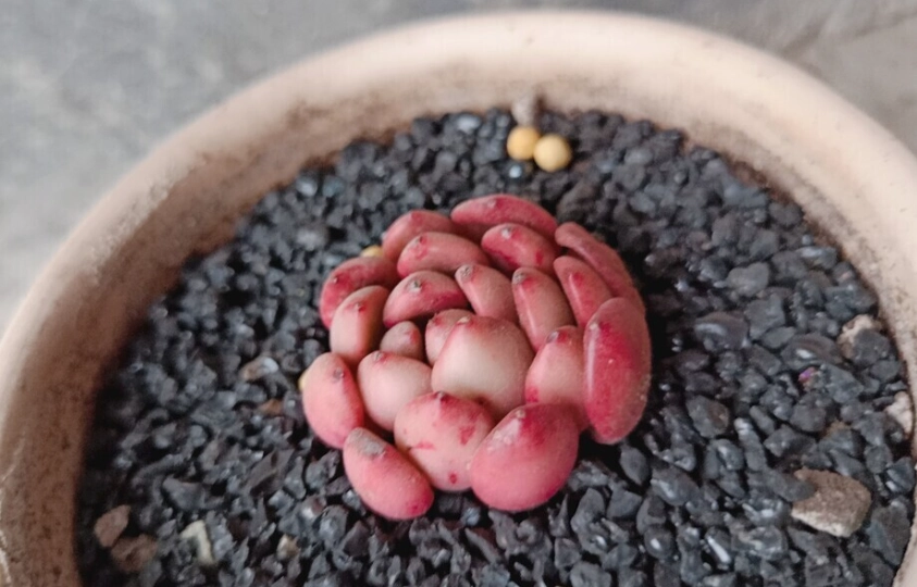 多肉植物換盆技巧 多肉植物換盆技巧