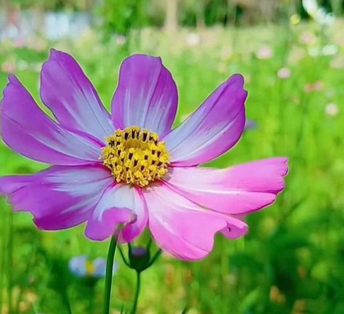 花卉象徵意義 花卉象徵意義