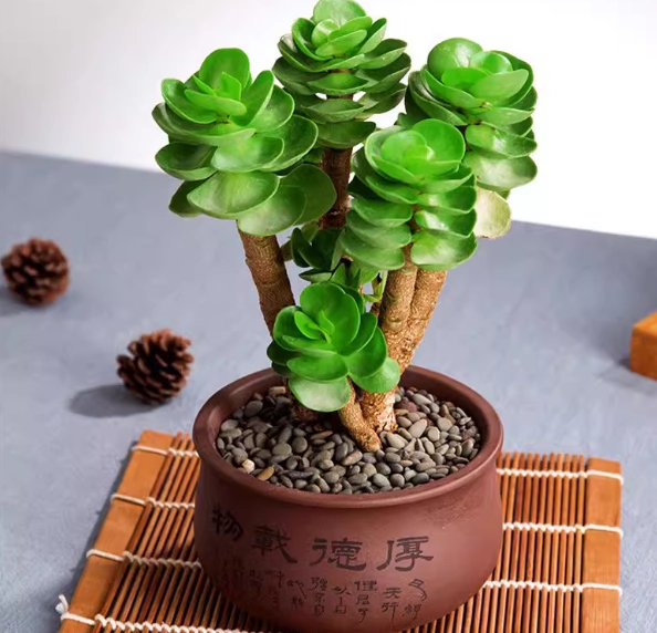 金錢樹養護方法 金錢樹養護方法