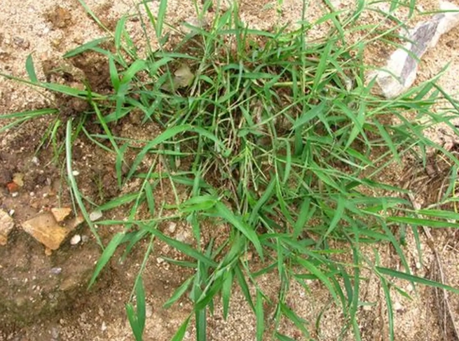 禾本科雜草種類 禾本科雜草種類