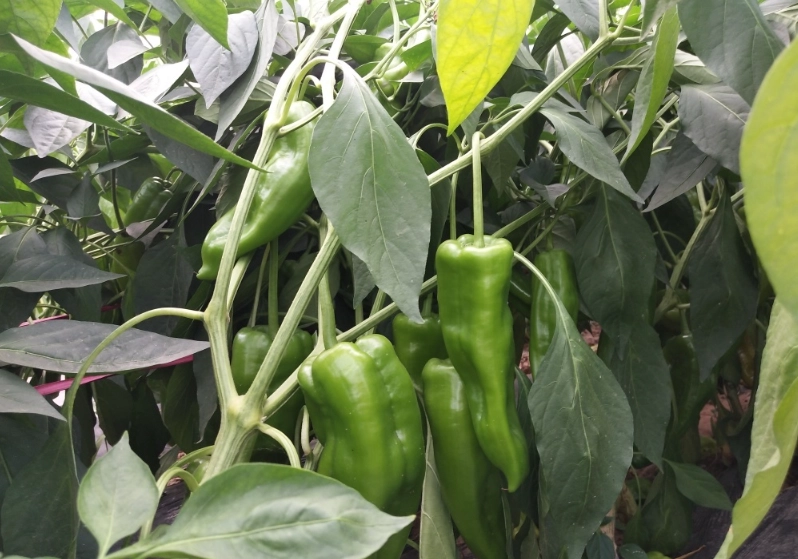 辣椒病蟲害防治