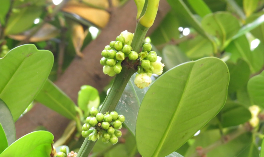 福樹種植 福樹種植