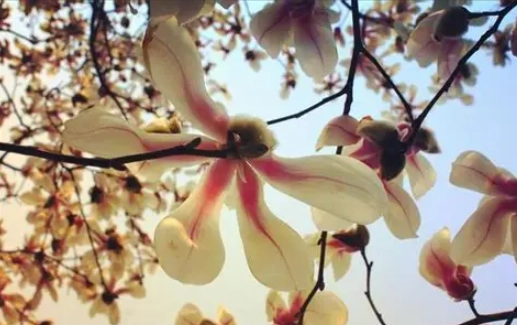 玉蘭花寵物安全 玉蘭花寵物安全