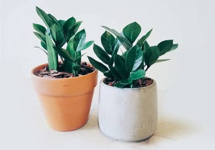 金錢樹放室外注意事項 金錢樹放室外注意事項