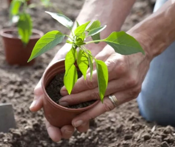 盆栽辣椒病蟲害 盆栽辣椒病蟲害