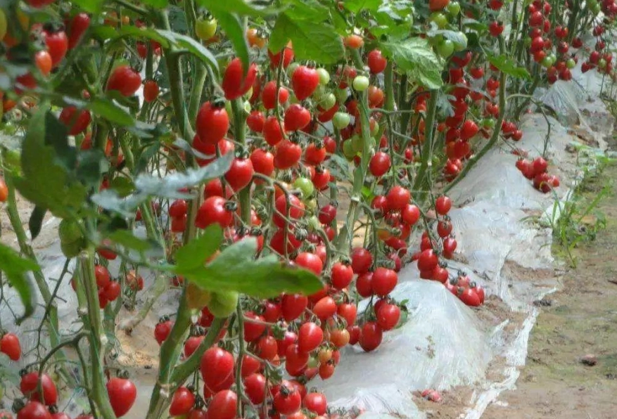 牛番茄病虫害防治