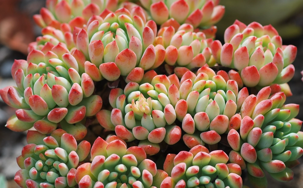 多肉換盆時機 多肉換盆時機