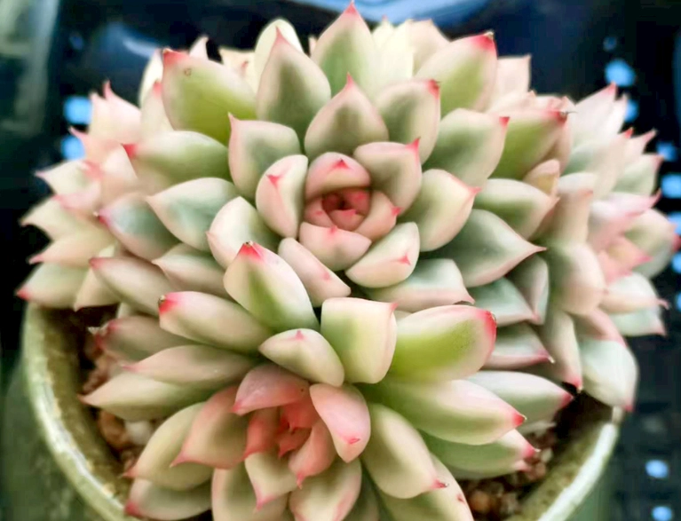 多肉換盆時機 多肉換盆時機