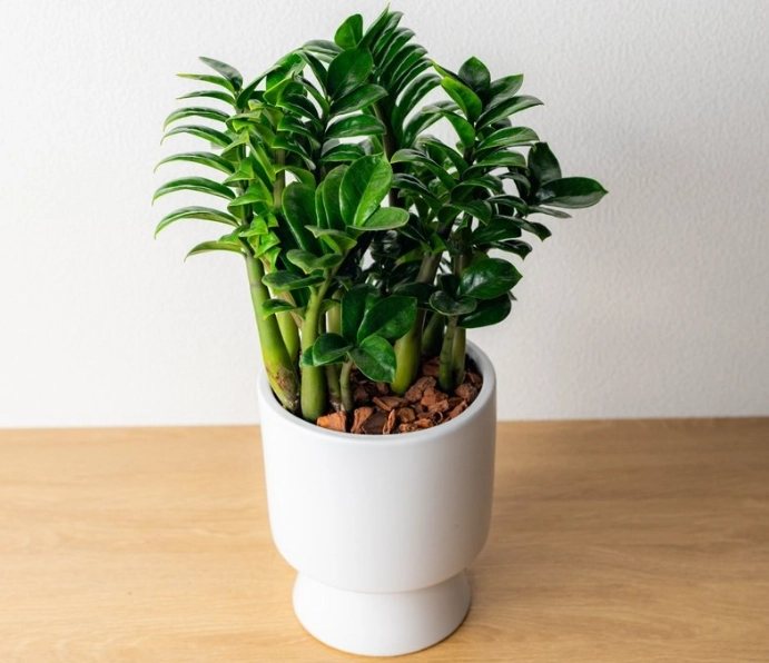 金錢樹養護技巧