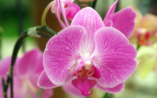 兰花叶子软化解救