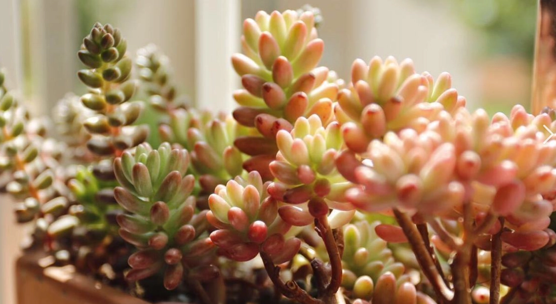 多肉植物換盆土壤