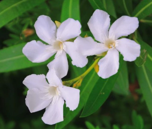 永遠朋友花語 永遠朋友花語
