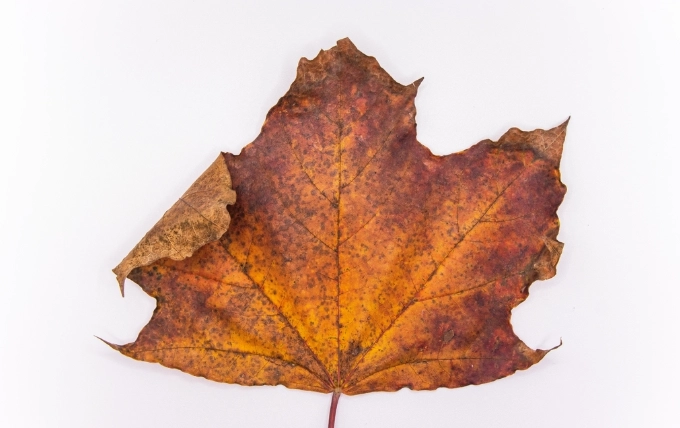 叶片尖端焦枯 叶片尖端焦枯