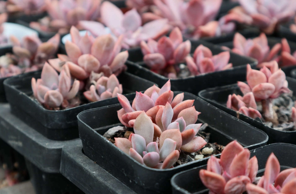 多肉曬太陽方法