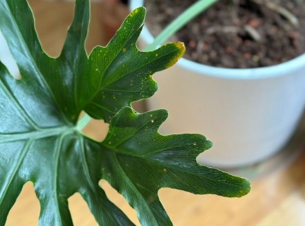 植物叶子变黄处理