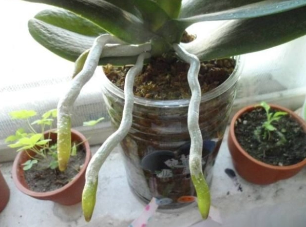 蘭花養護技巧 蘭花養護技巧