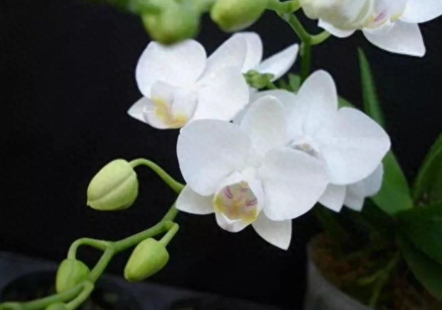 蘭花修剪方法 蘭花修剪方法