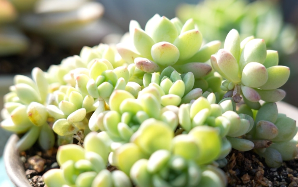 多肉洗根步驟 多肉洗根步驟