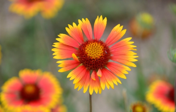 自由象征花卉 自由象征花卉