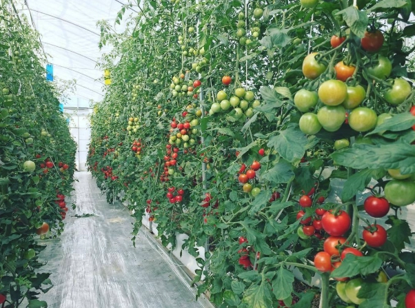 番茄種植間距