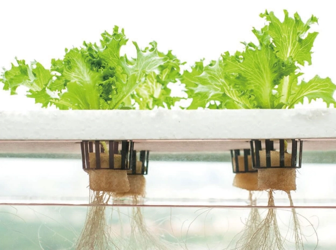 水耕栽培設備 水耕栽培設備