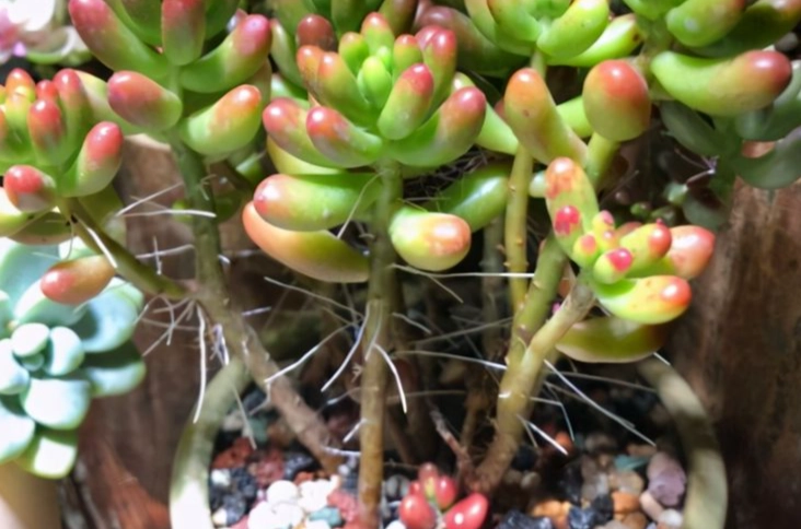 如何判斷多肉缺水