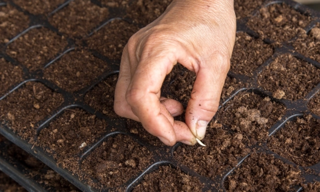 小黃瓜育苗方法 小黃瓜育苗方法